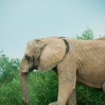 Elephants are tourism magnets as they are the icons of the continent