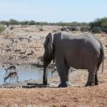 The elephants are tourism magnets as they are the icons of the continent