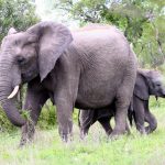 Elephants play an important role in maintaining the biodiversity