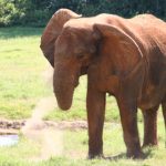 An elephant lives in family groups