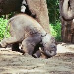 Elephant is extremely long-lived