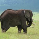 The male elephants end up dying of starvation