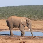 The male elephant ends up dying of starvation