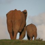 Male elephant ends up dying of starvation