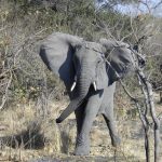 An older female is the matriarch of the elephant herd