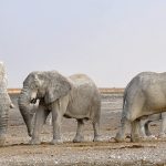 Older female is the matriarch of the elephant herd