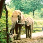 The older female is the matriarch in the elephant herd