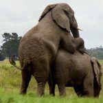 Elephants are extremely long-lived