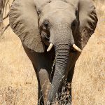 An older female is the matriarch in the elephant herd