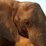 Older female is the matriarch in the elephant herd