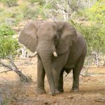 An older female leads the elephant herd