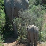 Older female leads the elephant herd