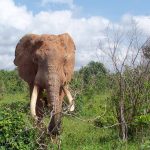 The older female that leads an elephant herd is the matriarch