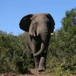 Older female that leads an elephant herd is the matriarch