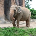 Older female that leads an elephant herd is called the matriarch