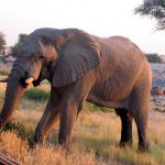 Kenyan elephants are extremely long-lived