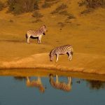 The elephants live in family groups known as herds led by an older female