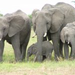 The elephant lives in family groups known as herds led by an older female