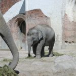 An elephant lives in family groups known as herds led by an older female