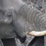 Elephant lives in family groups known as herds led by an older female who is the matriarch of the herd