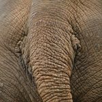 The elephant lives in family groups known as herds led by an older female who is the matriarch of the herd
