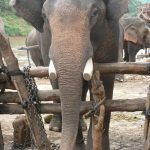 An elephant lives in family groups known as herds led by an older female who is the matriarch of the herd