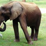 The elephants live in family groups known as herds led by an older female who is the matriarch of the herd