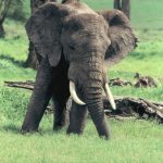 Elephants live in family groups known as herds led by an older female who is the matriarch of the herd