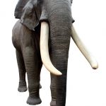 The Kenyan elephants are extremely long-lived