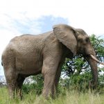 An elephant lives in family groups known as herds led by an older female who is the matriarch of the herd and uses her experience and old age to protect the herd