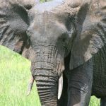 An elephant lives in family groups known as herds led by an older female who is the matriarch of the herd and uses her experience and old age to show it to food and water