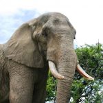 The elephant lives in family groups known as herds led by an older female who is the matriarch of the herd and uses her experience and old age to show it to food and water