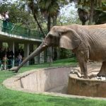 Elephants live in family groups known as herds led by an older female who is the matriarch of the herd and uses her experience and old age to show it to food and water