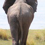 The Kenyan elephant is extremely long-lived