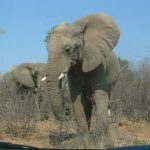 Elephants live in family groups known as herds led by an older female who is the matriarch of the herd and uses her experience and old age to show it to food and water and to protect the herd