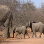 An elephant lives in family groups known as herds led by an older female who is the matriarch of the herd and uses her experience and old age to show it to food and water and to protect the herd