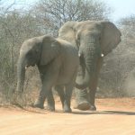 Elephant lives in family groups known as herds led by an older female who is the matriarch of the herd and uses her experience and old age to show it to food and water and to protect the herd