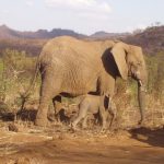 An older female who is the matriarch of the elephant herd leads it and uses her experience and old age to protect and show it to food and water