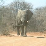An older female who is the matriarch of an elephant herd leads it and uses her experience and old age to protect and show it to food and water