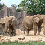 An older female who is the matriarch of an elephant herd leads it and uses her experience and old age to protect and show it to water and food