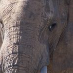 The older female who is the matriarch of an elephant herd leads it and uses her experience and old age to protect and show it to water and food