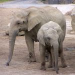 Female elephants stay with the same herd