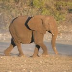 A Kenyan elephant is extremely long-lived