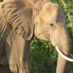 The female elephants stay with the same herd