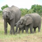 A female elephant stays with the same herd