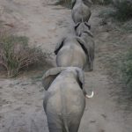 The female elephant stays with the same herd