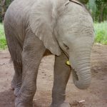 Female elephant stays with the same herd