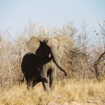 Female elephant stays with the same herd all its life