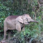 Male elephants remain with the herd until the age of 12-13