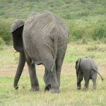 The male elephant remains with the herd until the age of 12-13